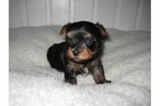 {♂♂♂♂Wir haben wundersch�ne Yorkshire Terrier Welpen abzugeb